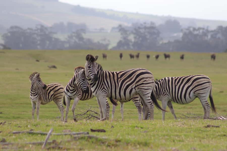 Stellenbosch: Horse Riding Wildlife Safari - Practical details that can make or break the day