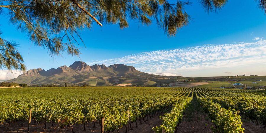 Stellenbosch North Guided Wine Safari (Tastings Excluded) - Why this Stellenbosch safari is useful