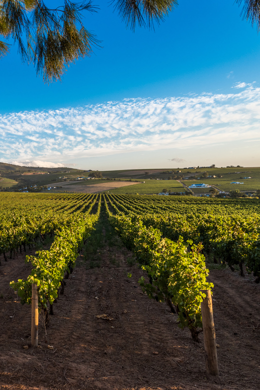 Stellenbosch North Guided Wine Safari (Tastings Excluded) - Who will enjoy this outing most?