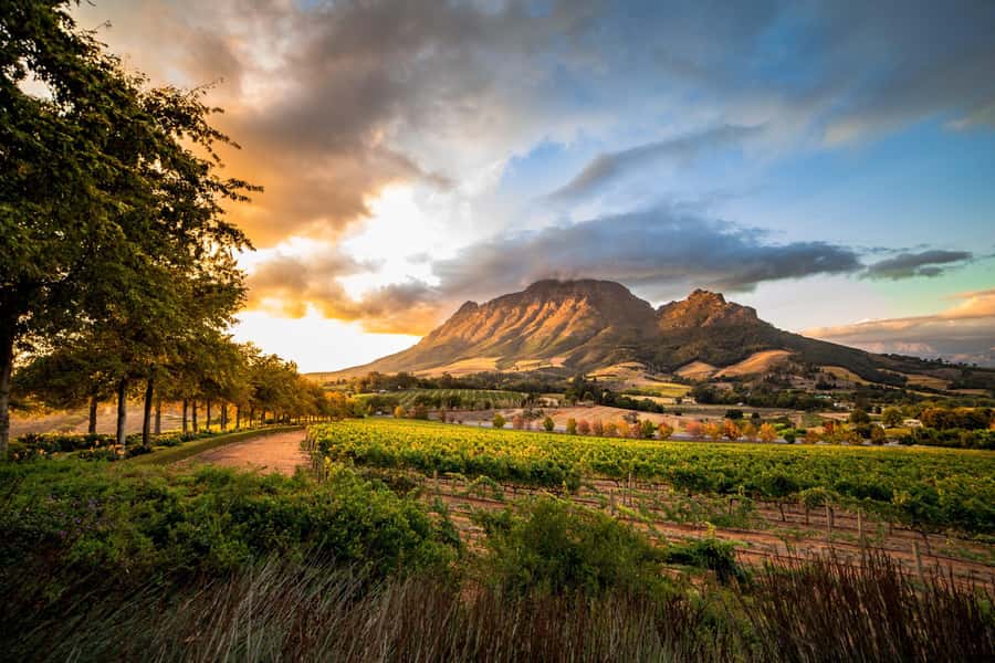 Stellenbosch North Guided Wine Safari (Tastings Included) - Stark Conde and the family-friendly koi dam