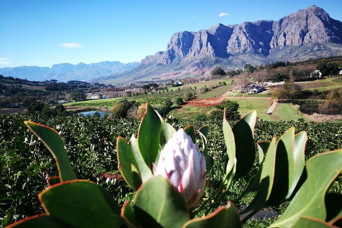 Stellenbosch Private E-Bike & Wine Tour - Second stop: Thelema Mountain Vineyards