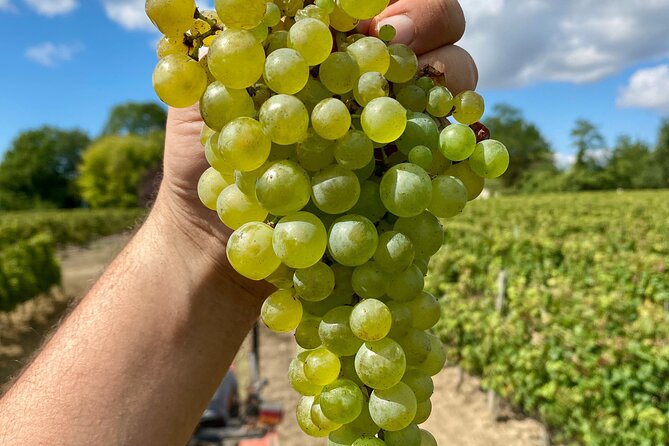 Stellenbosch Small Group Wine Tasting Tour From Cape Town - Delaire Graff: the polished, high-end stop