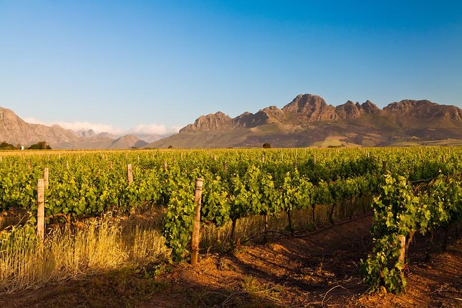Stellenbosch Wine Tour half day from Cape Town - Key points to know before booking