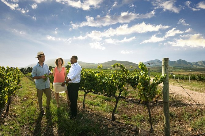 Stellenbosch Wine Tour half day from Cape Town - The wine estate visit and the Pinotage lesson