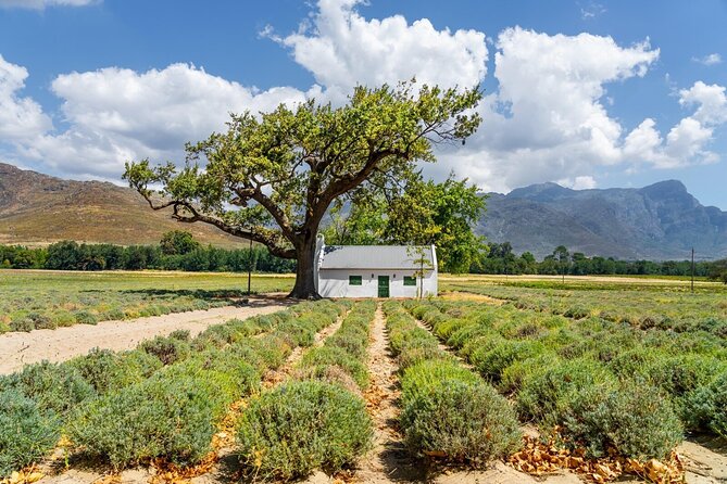 Stellenbosch Winelands Experience - Starting in Stellenbosch with coffee and a local bite