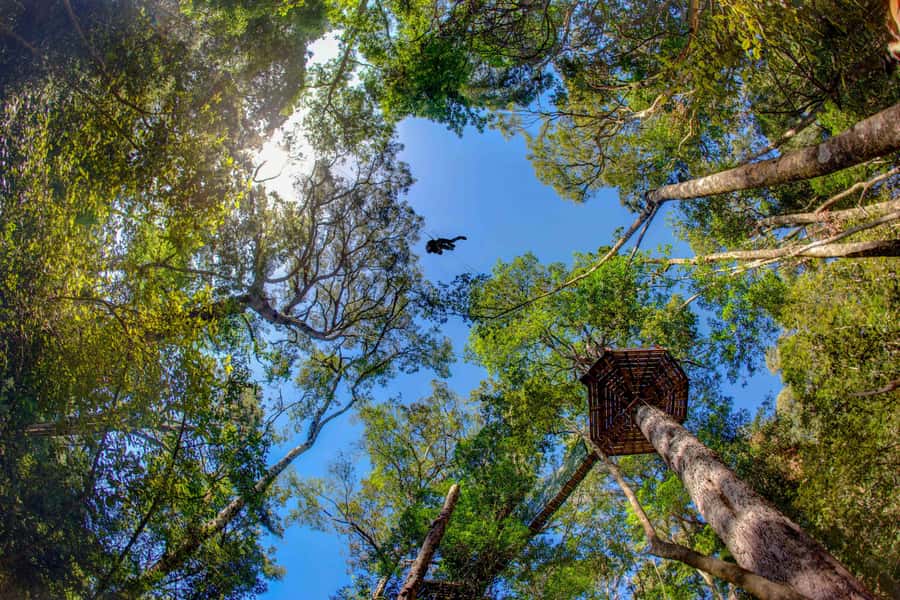 Storms River: Tsitsikamma National Park Zipline Canopy Tour - Flying through Tsitsikamma’s yellowwoods