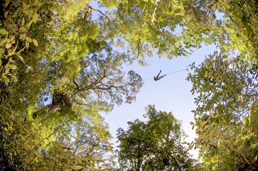 Storms River: Tsitsikamma National Park Zipline Canopy Tour - A closer look at the forest ecology