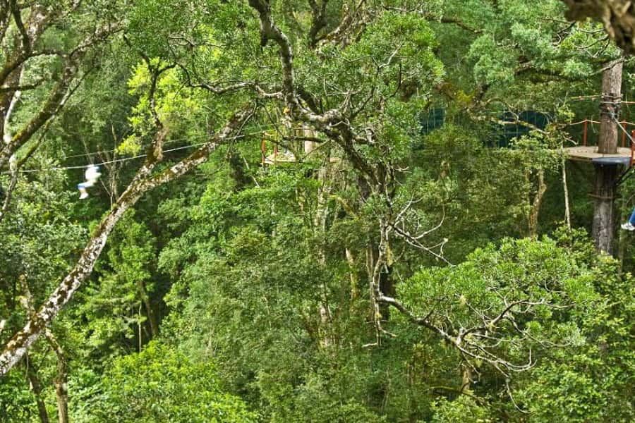 Storms River: Tsitsikamma National Park Zipline Canopy Tour - Timing, language, and practical planning