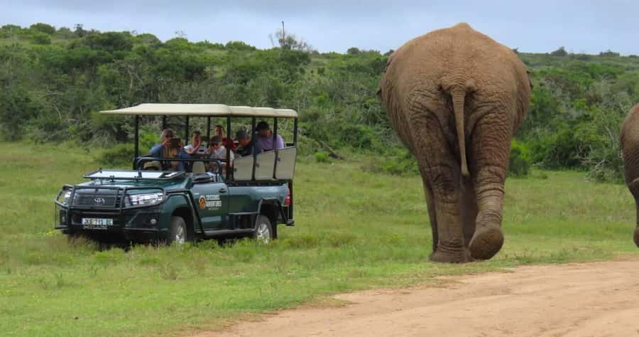 Sunrise Safari - through Addo Park to Schotia reserve - Why the sunrise timing matters in Addo