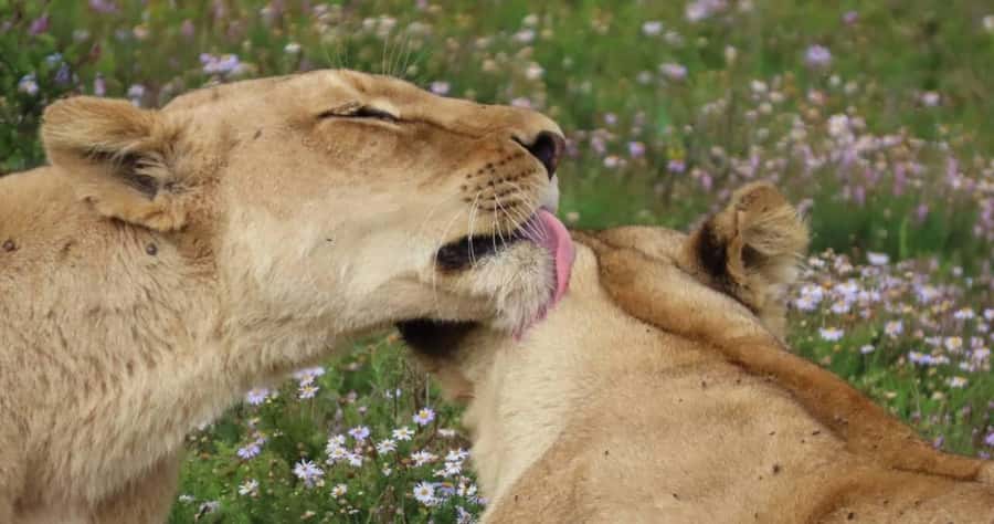Sunrise Safari - through Addo Park to Schotia reserve - The Addo and Schotia route