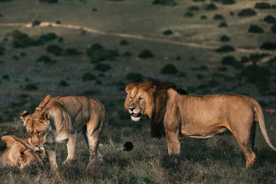 Sunset Safari at the big 5 Game Reserve All inclusive - From Cape Town to the reserve