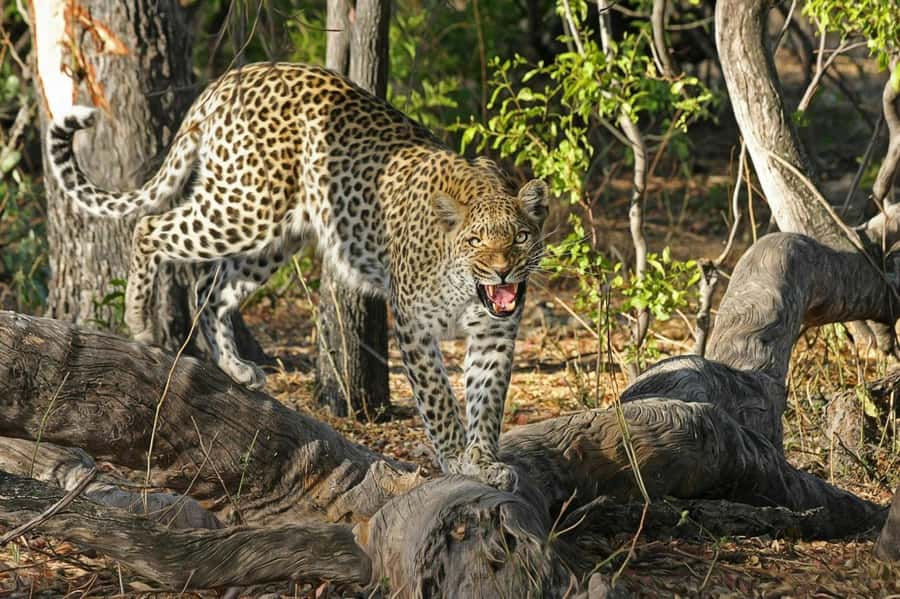Sunset Safari at the big 5 Game Reserve All inclusive - The open-air 4x4 drive at sunset