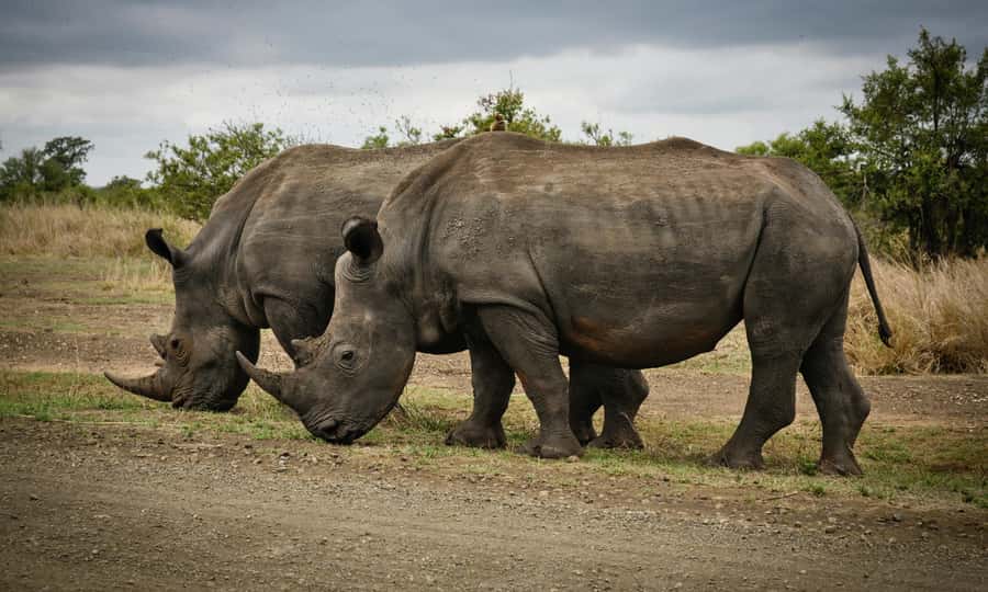 Sunset Safari at the big 5 Game Reserve All inclusive - What the animal sightings may be like