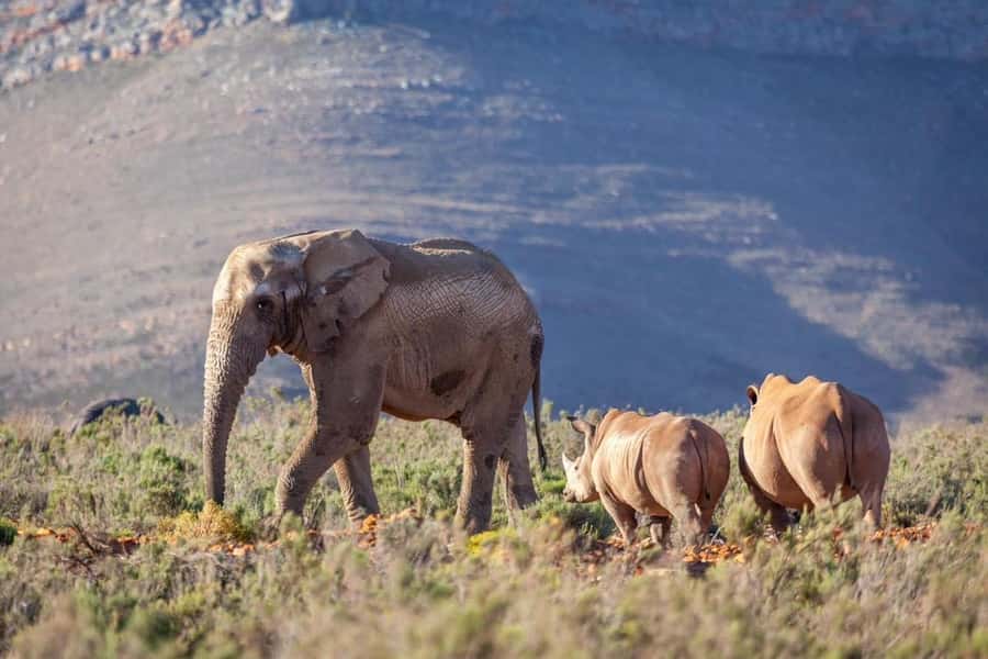 Sunset Safari at the big 5 Game Reserve All inclusive - The guide can make the long day easier