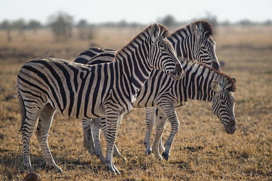 Sunset Safari at the big 5 Game Reserve All inclusive - Is $280 per person good value?