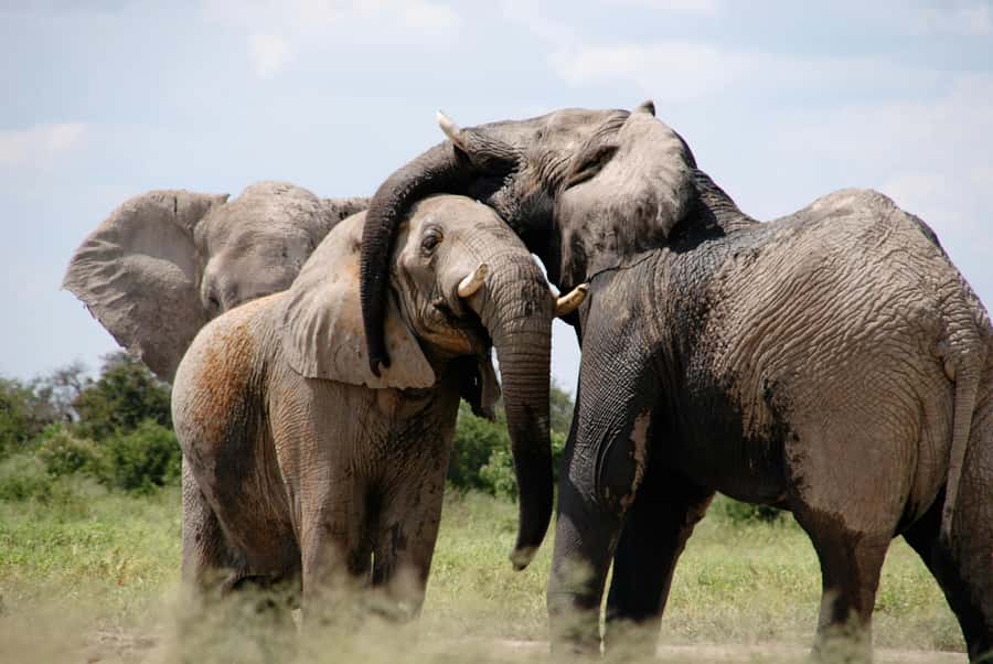 Sunset Safari at the big 5 Game Reserve All inclusive - Who will enjoy this safari most?