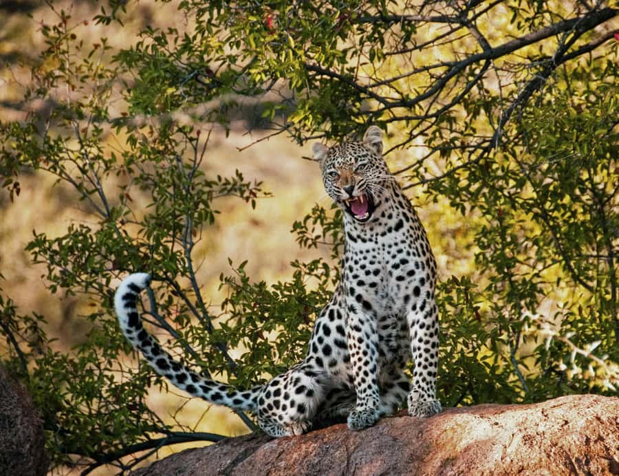 Sunset Safari at the big 5 Game Reserve All inclusive - Arriving at a private Big Five reserve