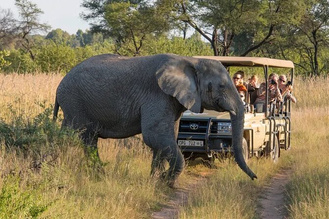 Sunset Safari Big 5 Aquila with Snacks and Wine Tasting - One Long Day, Three South African Experiences