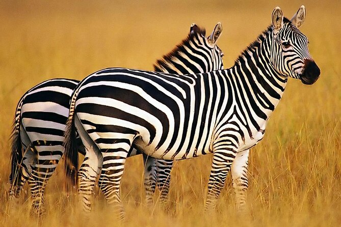 Sunset Safari Big 5 Aquila with Snacks and Wine Tasting - Bo-Kaap and Greenmarket Square: A Quick City Introduction