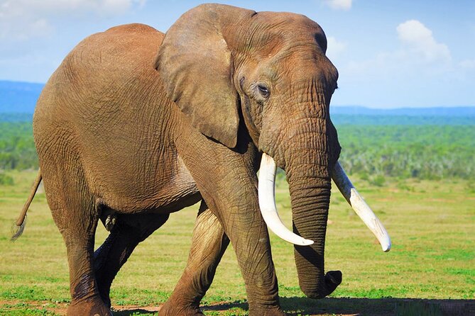 Sunset Safari Big 5 Aquila with Snacks and Wine Tasting - Worcester and the Road Toward Aquila