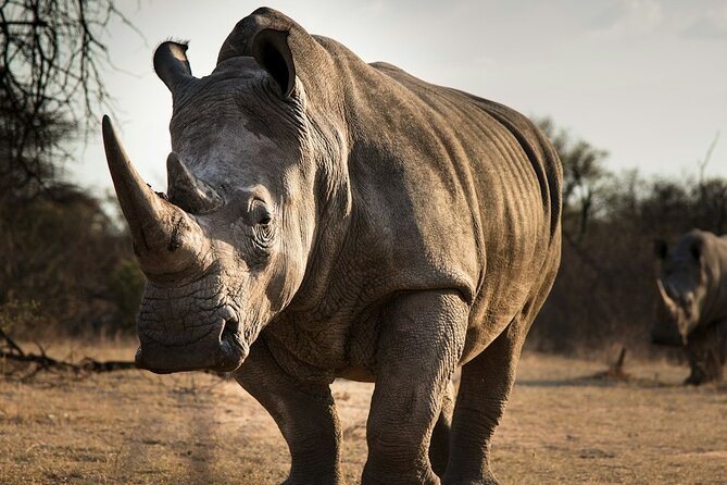 Sunset Safari Big 5 Aquila with Snacks and Wine Tasting - What the Price Really Buys
