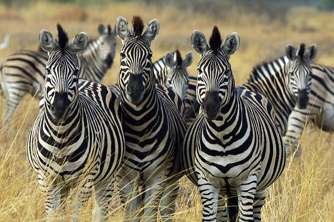 Sunset Safari Big 5 Aquila with Snacks and Wine Tasting - The Castle of Good Hope and City Hall