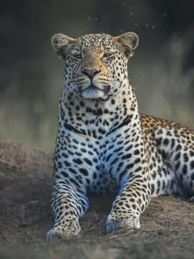 sunset safari big 5 Game reserve Group Tour - A Big Five outing without leaving Cape Town for days