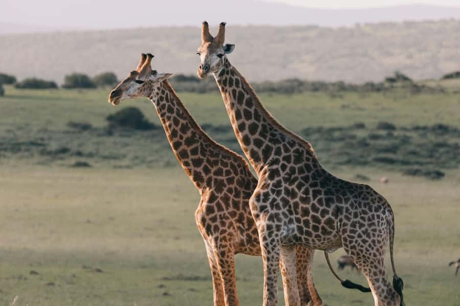 sunset safari big 5 Game reserve Group Tour - What two hours on the sunset game drive feels like