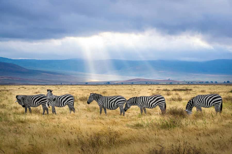 sunset safari big 5 Game reserve Group Tour - The guide can shape the whole day