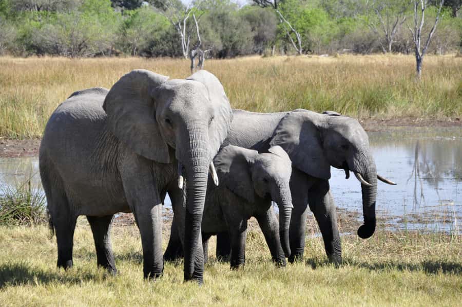 sunset safari big 5 Game reserve Group Tour - Food, transport, and what the $224 price really covers