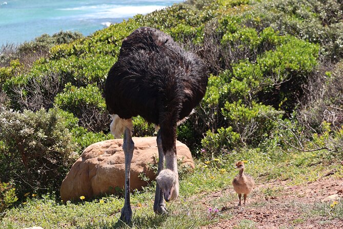 Supersaver: Cape of Good Hope and Cape Point Day Tour from Cape Town - Hout Bay and the optional seal boat