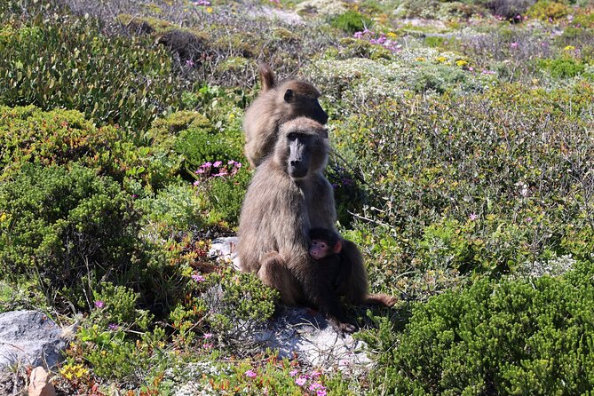 Supersaver: Cape of Good Hope and Cape Point Day Tour from Cape Town - Chapman’s Peak Drive, where the road is the attraction