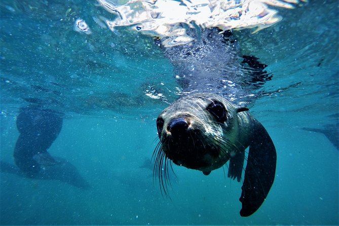 Swim with Seals - What the 90-minute schedule feels like