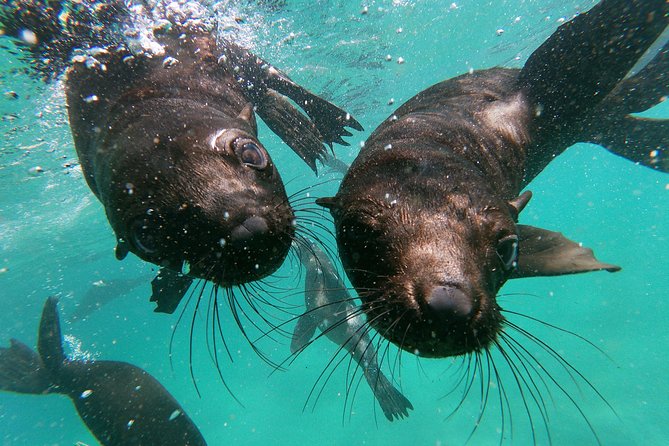Swim with Seals - Safety, confidence, and the wild-animal factor