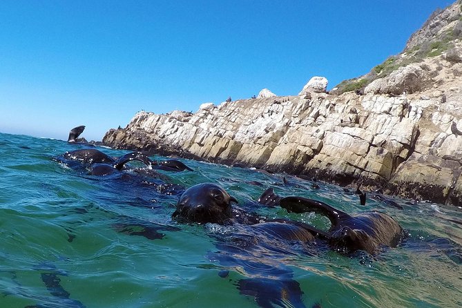 Swim with Seals - Who will enjoy this most?
