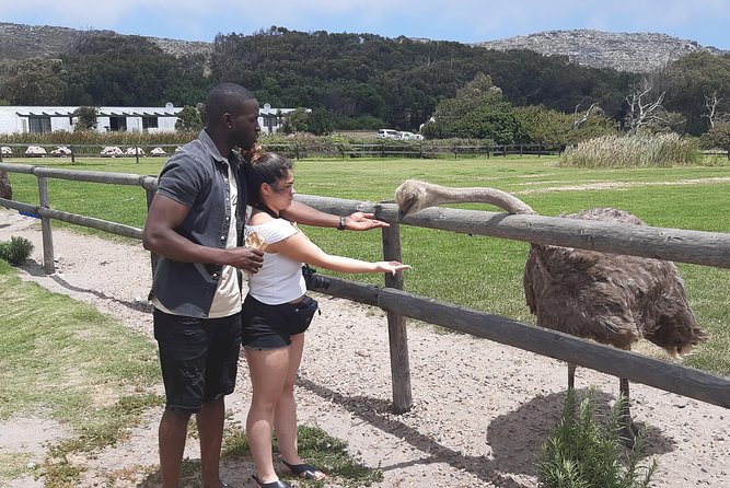 Table Mountain and Cape of Goodhope - Boulders Beach and the African penguins