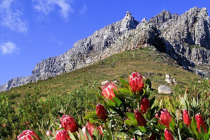 Table Mountain and Cape Town City Half-Day Trip - Bo-Kaap brings Cape Town’s past into view