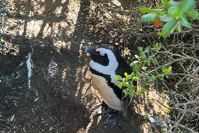 Table Mountain and Penguins Half Day Shared Group Tour - Bo-Kaap and a taste of Cape Malay culture
