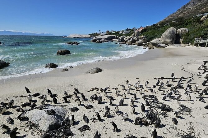 Table Mountain Boulder's Beach and Cape Point - A big Cape day packed into eight hours