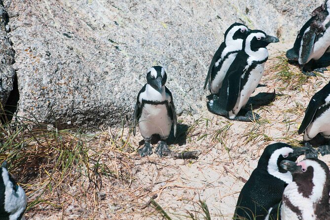 Table Mountain, Cape of good hope Full Day Shared Group Tour - The 7:00 a.m. start and the shape of the day