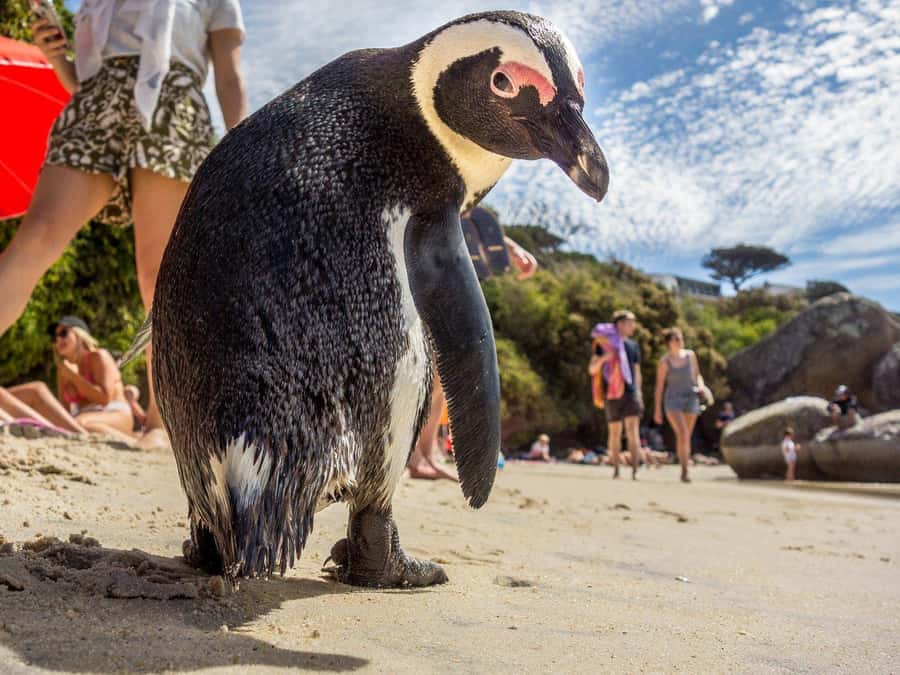 Table Mountain, Cape Of Good Hope, Penguins, Full Day Tour - Boulders Beach and the African penguin colony