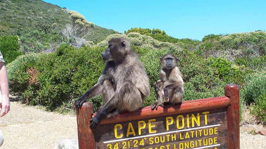 Table Mountain, Cape of Good Hope & Penguins Shared Tour - Following Chapmans Peak Drive