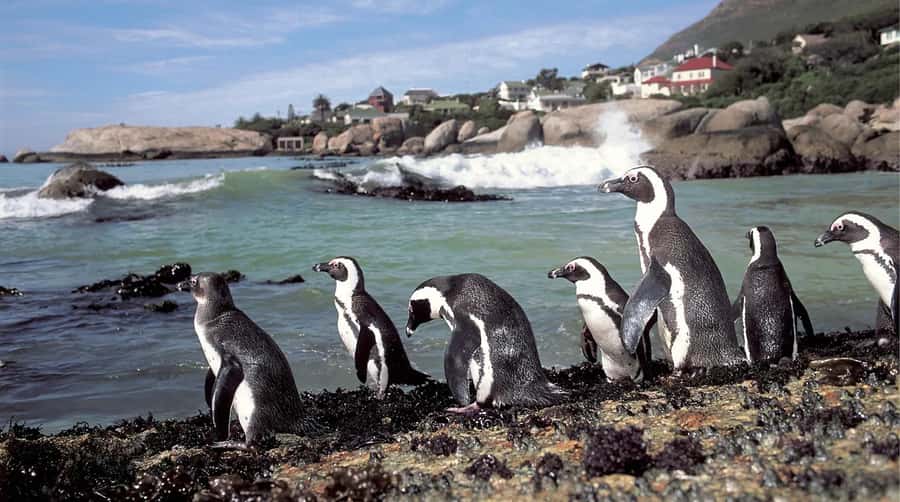 Table Mountain, Cape of Good Hope & Penguins Shared Tour - Meeting the penguins at Boulders Beach