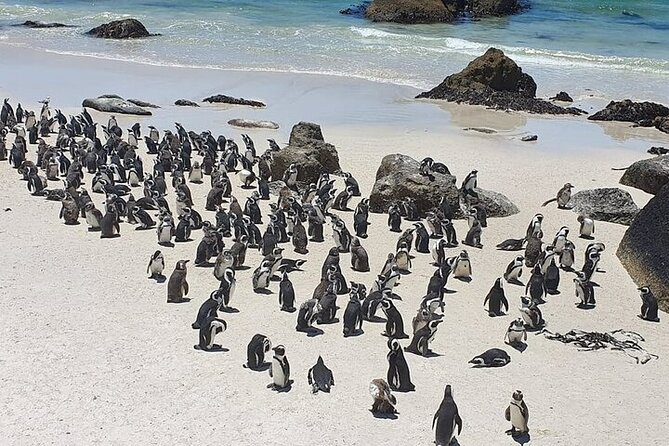 Table Mountain, Cape Point & Penguin Beach ENTRANCE INCLUDED - Lunch in Fish Hoek leaves little room to linger