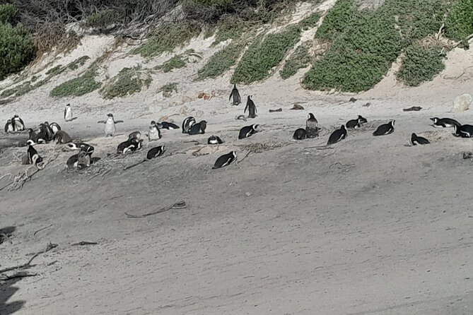 Table Mountain Cape Point Penguin Groot Constantia Private Tour - Chapmans Peak Drive and the long coastal view