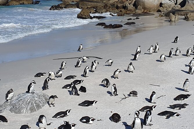 Table Mountain,Cape Point & Penguins Shared Tour, From Cape Town - Simon’s Town is your lunch reset