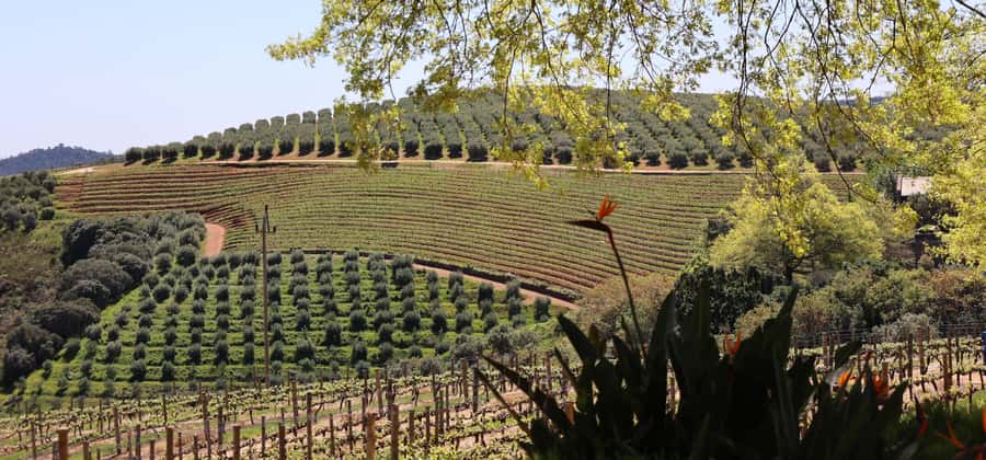Table Mountain & Constantia Wine Estate Private Combo Tour - Key points to know before booking