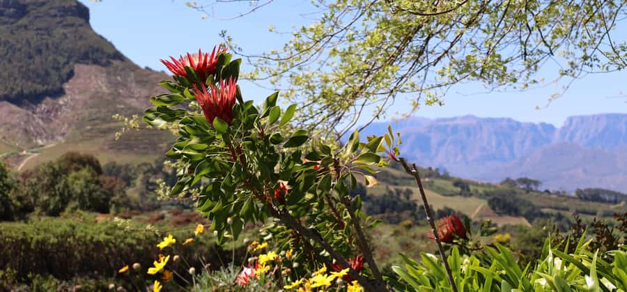 Table Mountain & Constantia Wine Estate Private Combo Tour - Constantia Glen and cool-climate tasting