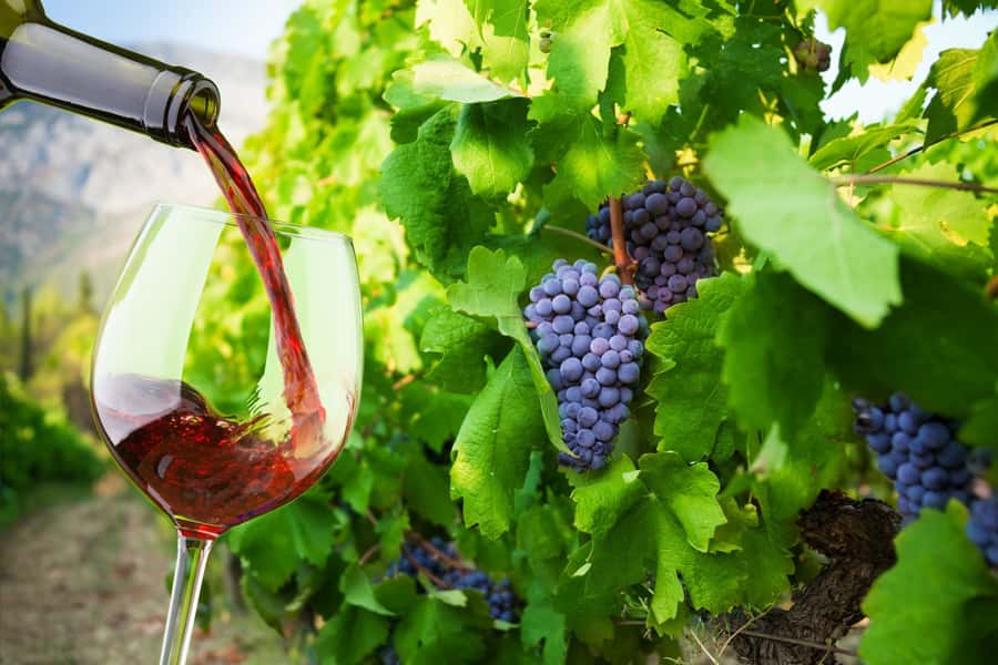 Table Mountain & Constantia Wine Estate Private Combo Tour - Beau Constantia for lunch with a view