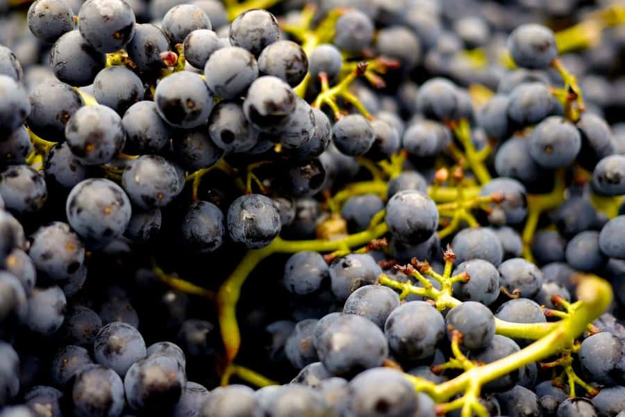 Table Mountain & Constantia Wine Estate Private Combo Tour - Steenberg and the final flagship tasting
